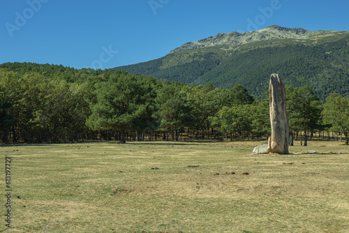 A monolith in the forest