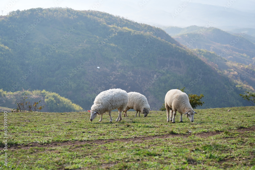Fototapeta premium Three sheep stand grazing on the farm. Fluffy Corriedales sheep stand foraging on a sunny morning.