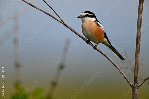 Masked shrike // Maskenwürger (Lanius nubicus) - Evros Delta, Greece