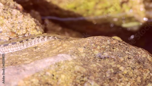 Pallid rockskipper (Istiblennius unicolor) jumping on stone over surface of water in coastal zone, Slow motion photo