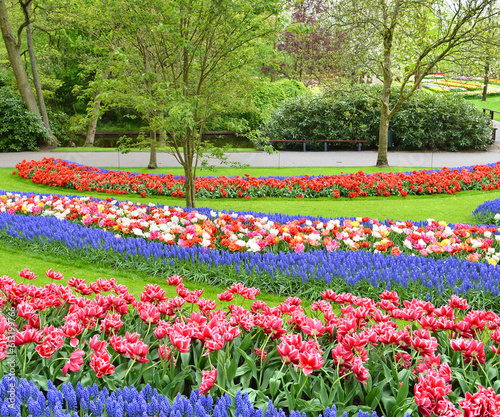 Keukenhof tulip garden in bloom with tulips and flowers, Amsterdam, Holland, Netherlands