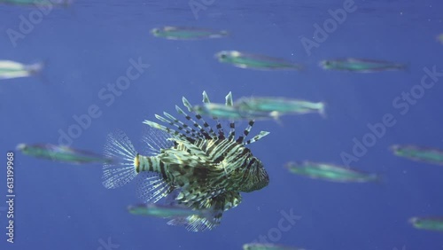 Close up of Common Lionfish or Red Lionfish (Pterois volitans) swimming in blue water and hunting on young Hardyhead Silverside fish (Atherinomorus forskalii) on sunlight, Slow motion photo