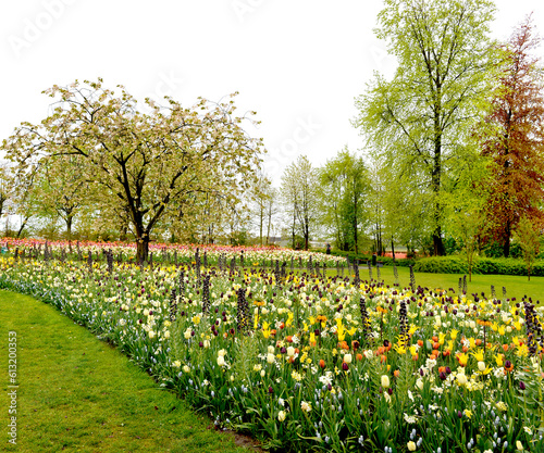 Wallpaper Mural tulip flowerbeds in Keukenhof tulip garden, Amsterdam, Holland, Netherlands Torontodigital.ca