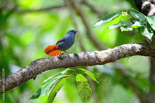 Beautiful bird Plumbeous  water redstart on tree branch