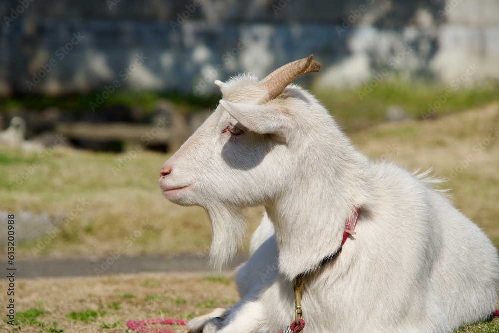 Obraz premium Goat staring straight at something