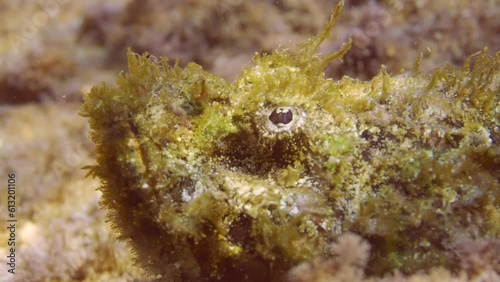 Close-up portrait of Devil Scorpionfish or False stonefish (Scorpaenopsis diabolus) lies on seabed in bright sun rays photo