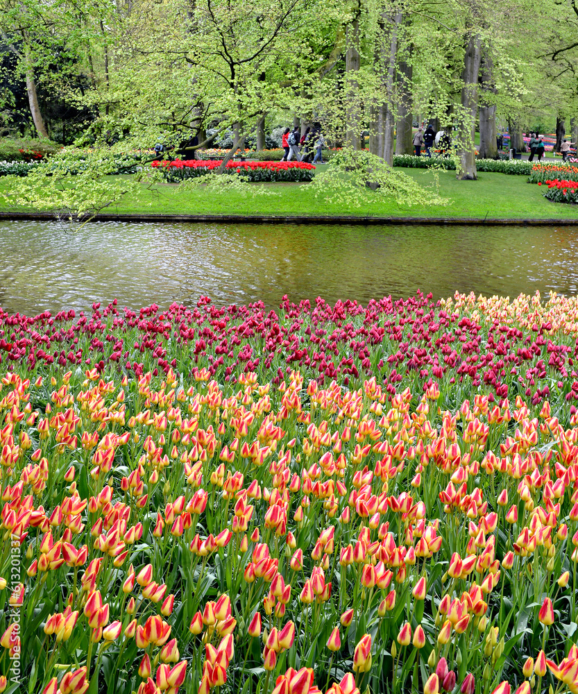 Φωτογραφία tulips in the Keukenhof garden, Amsterdam, Holland, Netherlands