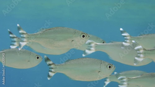 Close-up, school of Barred flagtail, Fiveband flagtail or Five-bar flagtail (Kuhlia mugil) swims in blue water on sunny day in sunshine, Slow motion photo