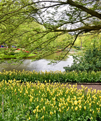 Fototapeta Naklejka Na Ścianę i Meble -  spring in the Keukenhof tulip garden, Amsterdam, Holland, Netherlands
