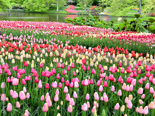 multicolored tulips in the keukenhof garden, amsterdam, holland, netherlands