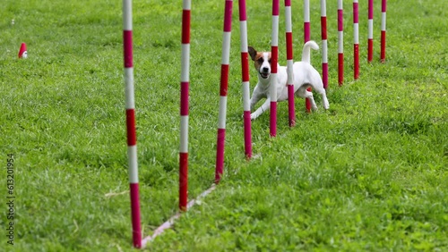 Jack Russell passes an obstacle course for agility competitions. The dog runs between the shelves.