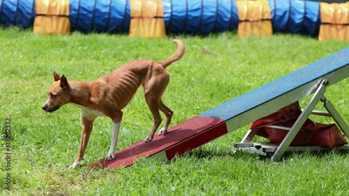 An active dog at agility competitions for dogs.