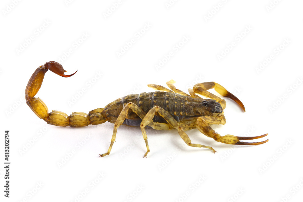 Chinese striped bark scorpion/Vietnamese brown scorpion (Lychas mucronatus) on white background Chinese striped bark scorpion/Vietnamese brown scorpion (Lychas mucronatus) on white background