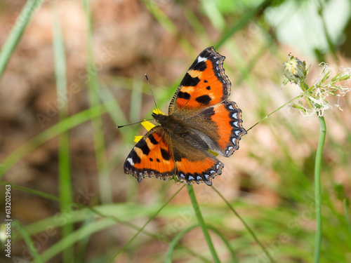 Aglais urticae called small tortoiseshell butterfly. Reddish orange dorsal, black and yellow markings on forewings with blue spots around the edge feeding the nectar of dandelion flower (taraxacum off