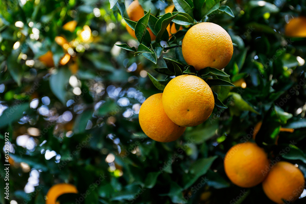 Close up shot of multiple organic oranges hanging on tree branches in local produce farm. Beautiful citrus fruit plantation in a natural light on a sunny day. Close up, copy space, background.