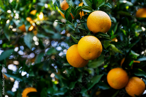 Close up shot of multiple organic oranges hanging on tree branches in local produce farm. Beautiful citrus fruit plantation in a natural light on a sunny day. Close up, copy space, background.