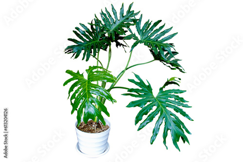Dark green leaves of split-leaf philodendron selloum or monstera the tropical foliage plant bush popular rainforest houseplant in white flower pot isolated on transparent background. PNG transparency