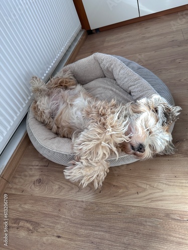 Tibet Terrier  photo