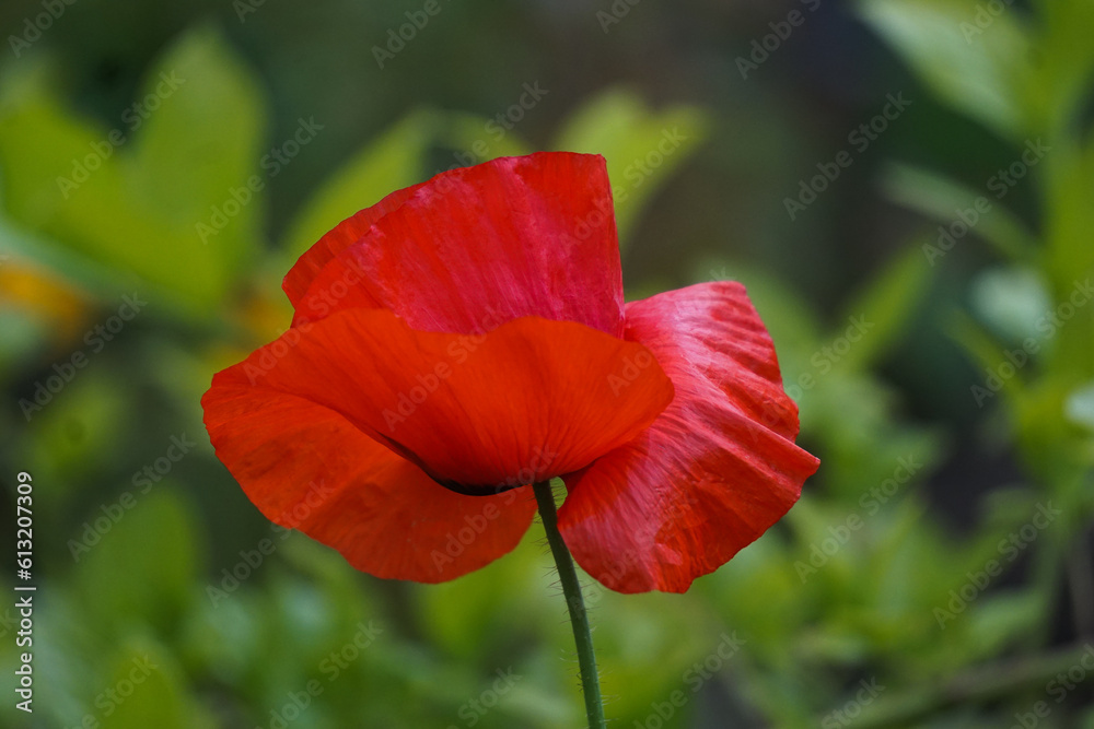 Closeup of a single beautiful red poppy - Papaver spp. - flower against a green background. Closeup of a single beautiful red poppy - Papaver spp. - flower against a green background.