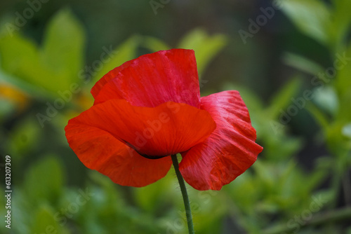 Closeup of a single beautiful red poppy - Papaver spp. - flower against a green background.