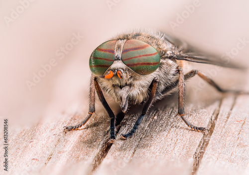 Frontale Nahaufnahme einer Fliege mit großen gestreiften Augen.