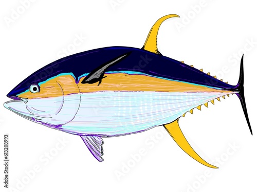 Full Colored Yellowfin Tuna  photo