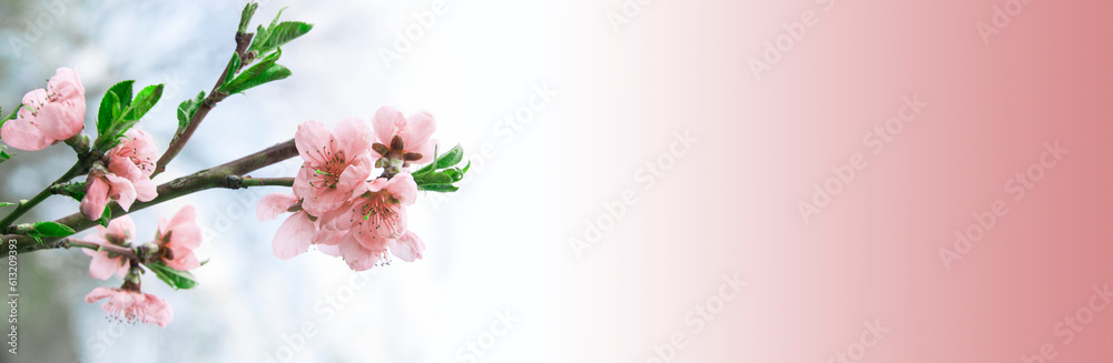 Blossoming young peach tree on a light background. Spring Gardens. good peach harvest concept. pink flowers on a nectarine tree
