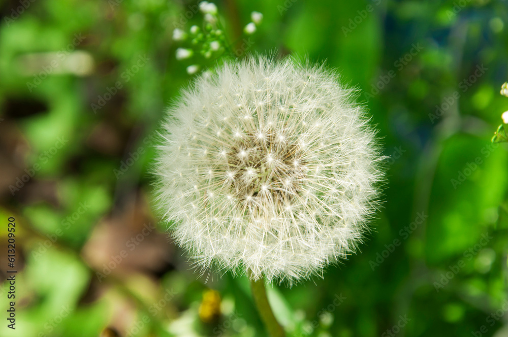big white dandelion on a green background. spring plants concept
big white dandelion on a green background. spring plants concept