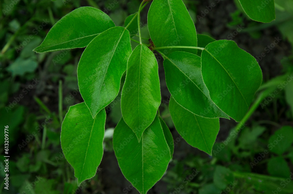pear leaves on a natural background. green large leaves on a dark surface pear leaves on a natural background. green large leaves on a dark surface