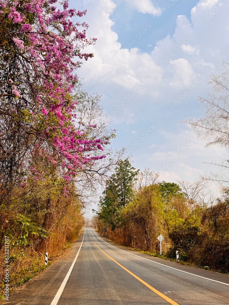 Fototapeta premium road in autumn forest