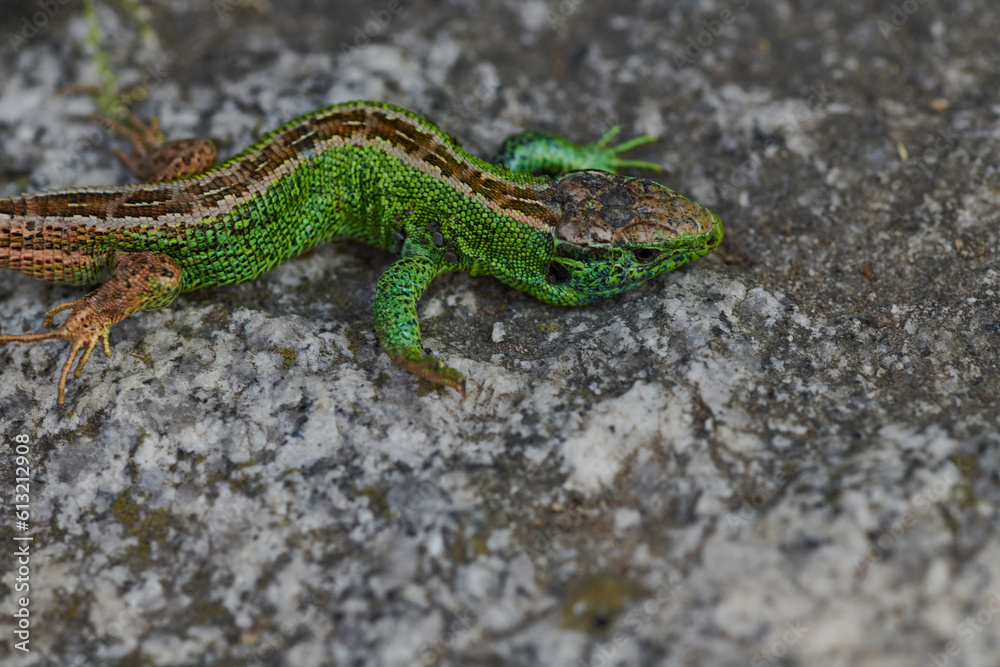 Fototapeta premium Zauneidechse Männchen im Paarungskleid