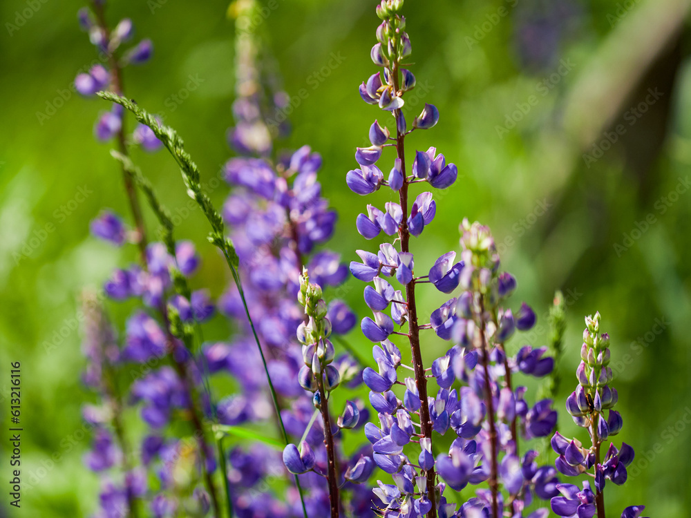 Fototapeta premium Blooming macro lupine flower. Lupinus, lupin, lupine field with pink purple flower. Bunch of lupines summer flower background. A field of lupines. Violet spring and summer flower