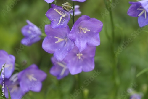 purple flowers that look like bells with pointed ends