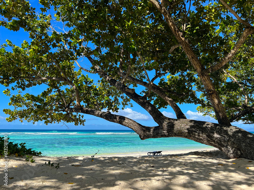 Idyllic lonely beach with a sunbed under the tree in Seychelles