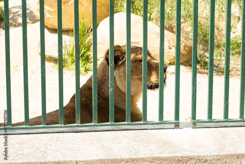 Canvas Print A lioness in a zoo behind bars. Keeping wild animals in captivity