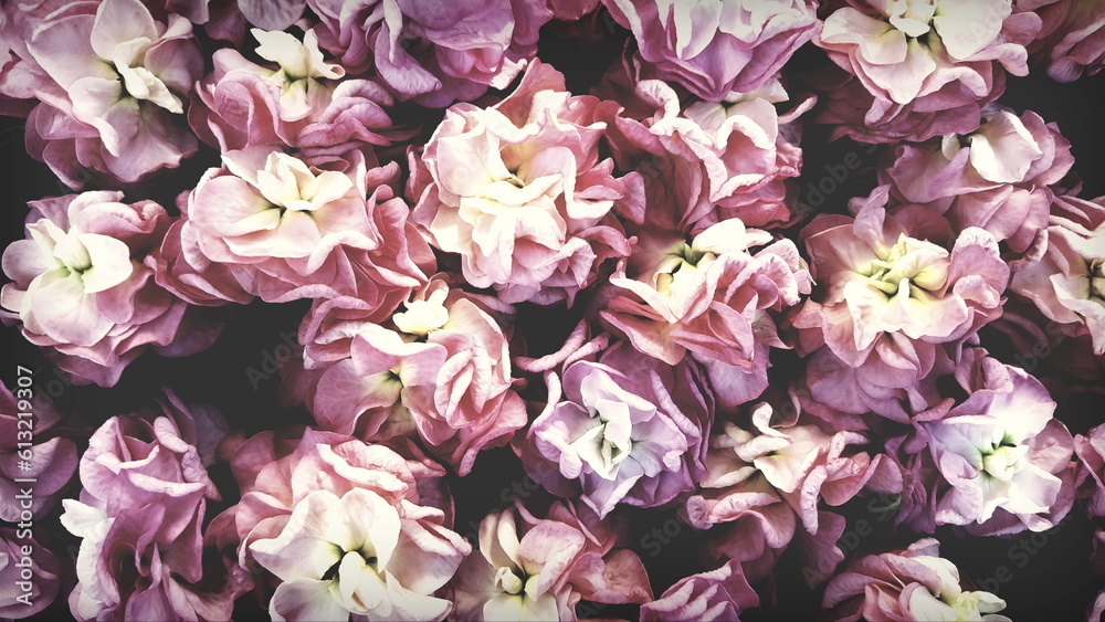 romantische rosa Blüten wie Rüschen der Levkoje Matthiola Blume
Hintergrund floral pastell hellgelb und pink romantische rosa Blüten wie Rüschen der Levkoje Matthiola Blume
Hintergrund floral pastell hellgelb und pink