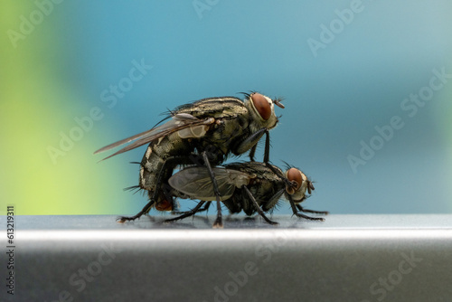 Male and female flies are mating.