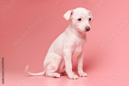 Portrait of cute Italian Greyhound puppy isolated on pink studio background. Small beagle dog white beige color. © amixstudio