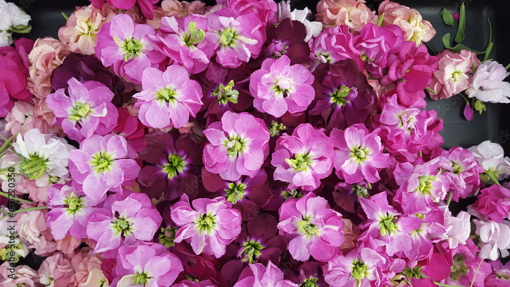 Blütenteppich rosa pink violett dunkelrot mit grün 
Hintergrund floral bunt rot Draufsicht bildfüllend