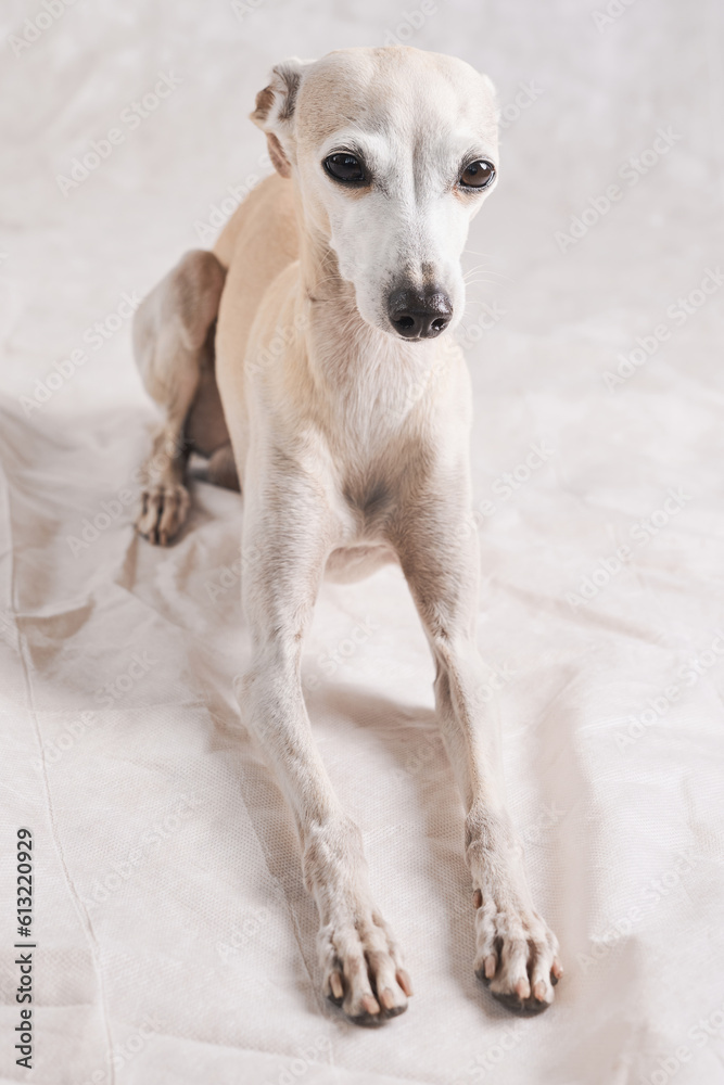 Portrait of Italian Greyhound male dog posing isolated on white studio background Portrait of Italian Greyhound male dog posing isolated on white studio background