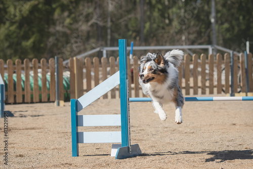 Australian shepherd jumps over an agility hurdle on a dog agility course