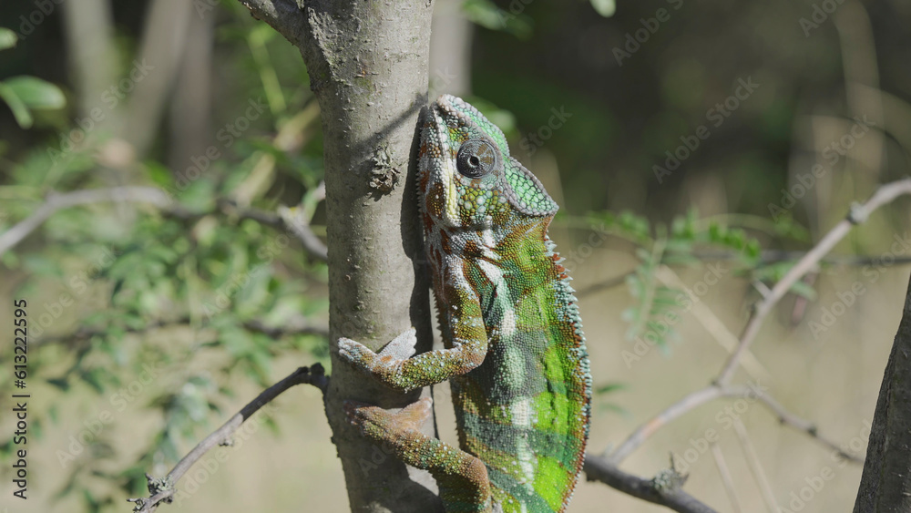 Green chameleon going up tree trunk on sunny day. Panther chameleon (Furcifer pardalis). Green chameleon going up tree trunk on sunny day. Panther chameleon (Furcifer pardalis).