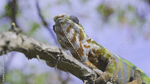 Close up of chameleon lies on branch and looks around on sunny day on blue sky background. Panther chameleon (Furcifer pardalis)