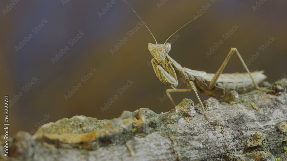 The female praying mantis sits on tree branch masquerading against its background and turns its head looking around. Crimean praying mantis (Ameles heldreichi) The female praying mantis sits on tree branch masquerading against its background and turns its head looking around. Crimean praying mantis (Ameles heldreichi)