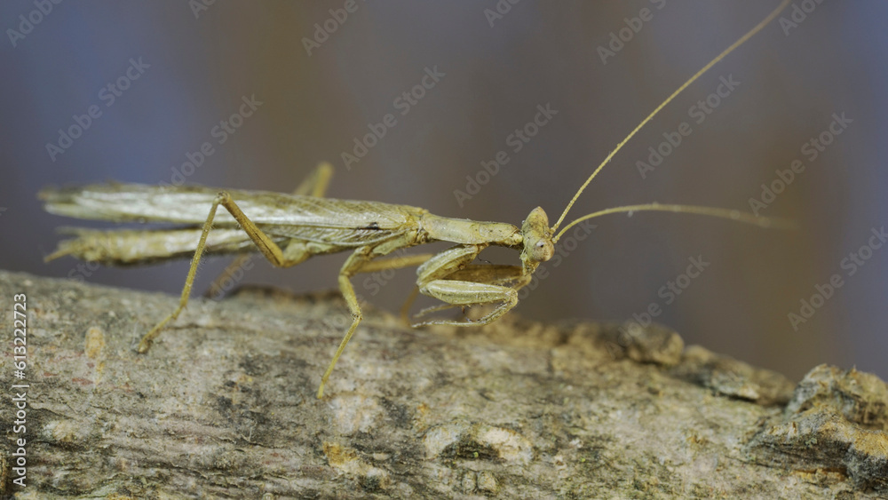 The male praying mantis sits on tree branch masquerading against its background and turns its head looking around. Crimean praying mantis (Ameles heldreichi) The male praying mantis sits on tree branch masquerading against its background and turns its head looking around. Crimean praying mantis (Ameles heldreichi)