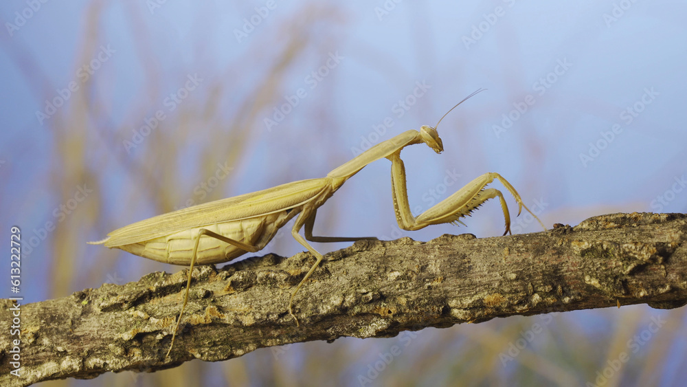 Big female praying mantis sitting on branch in the grass and blue sky background. European mantis (Mantis religiosa)
