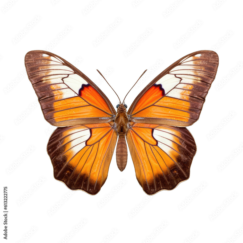 Banded orange butterfly - Dryadula phaetusa 3. Transparent PNG. Generative AI Banded orange butterfly - Dryadula phaetusa 3. Transparent PNG. Generative AI
