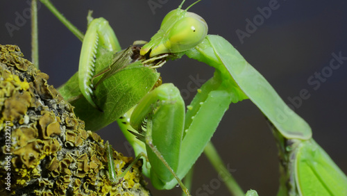 Sexual cannibalism, Close-up portrait of large female green praying mantis eats the male after mating on tree branch covered with lichen. Transcaucasian tree mantis (Hierodula transcaucasica)