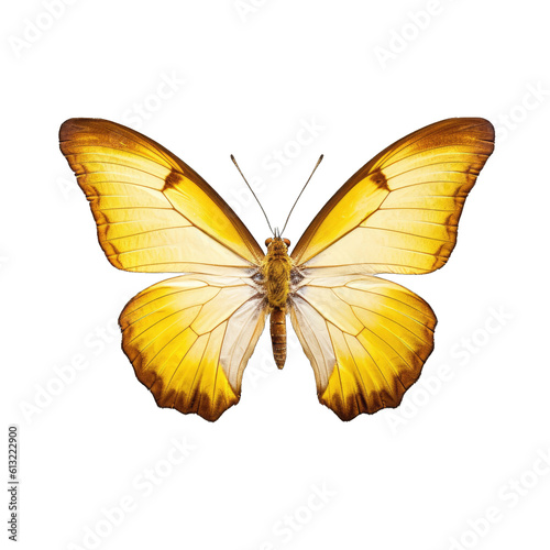 Dainty sulphur butterfly -  Nathalis iole. Transparent PNG. Generative AI © Razvan