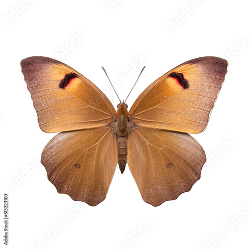 Meadow brown butterfly -  Maniola jurtina 3. Transparent PNG. Generative AI photo